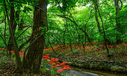 red flower field under tree at daytime thumbnail