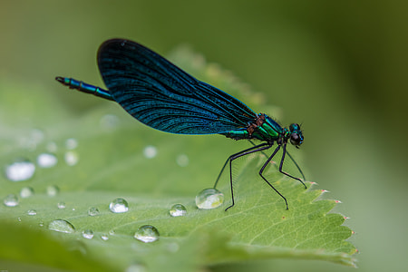 shallow focus photography of blue insect on green leaf during daytime thumbnail