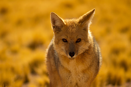 Closeup shot of a desert fox thumbnail