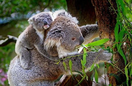 koala bear eating plants thumbnail