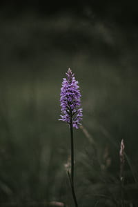 close up photo of purple cluster flower thumbnail
