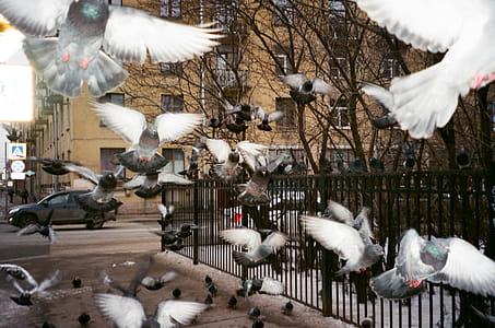 Flock of Pigeons Near Black Fence thumbnail