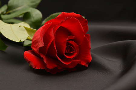 red rose flower thumbnail