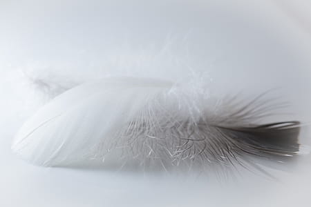 Selective Focus Photography of Feather thumbnail