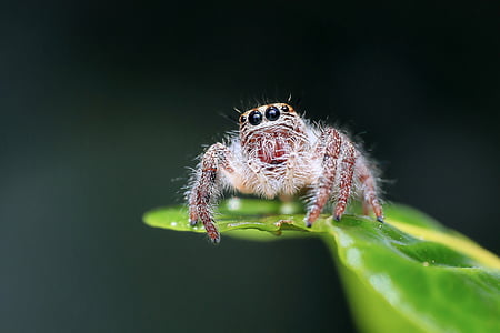 close up photograph of brown jumping spider on green leaf thumbnail