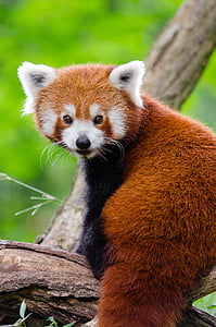 red panda on top of tree branch thumbnail