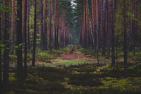 empty road between trees at daytime thumbnail
