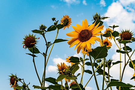 Sunflower Under Cloudy Sky thumbnail