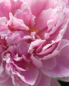 macro photo of pink peony flower thumbnail
