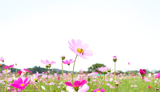 pink flowers during daytime thumbnail