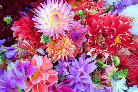 multicolored flowers thumbnail