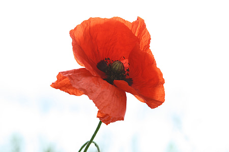 selective focus photo of red poppy flower in bloom thumbnail