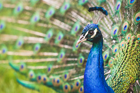Beautiful Peacock Portrait thumbnail