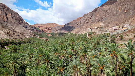green coconut trees surrounded by mountain thumbnail