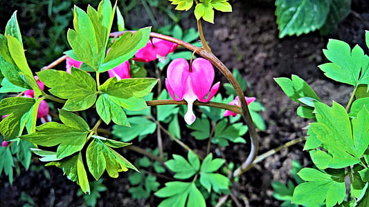 pink petaled flowers thumbnail