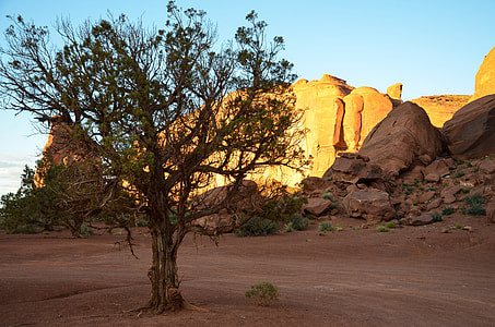 brown tree on brown field during daytime thumbnail