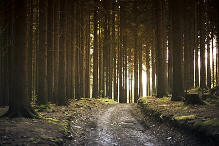 rural road surrounded with trees at golden hour thumbnail