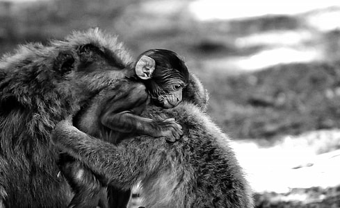 Baby Monkey, Barbary Ape thumbnail