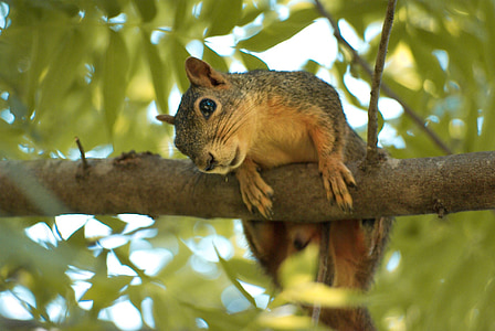 brown squirrel thumbnail