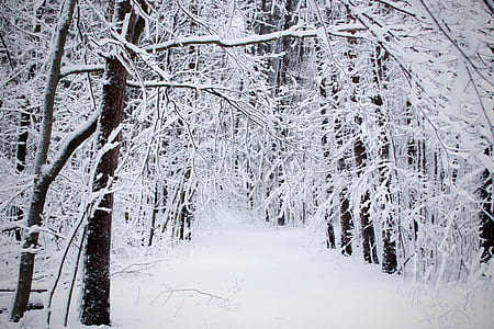 pathway covered by snow thumbnail