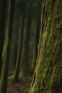 green trees during daytime thumbnail