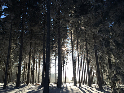 green leafed trees thumbnail
