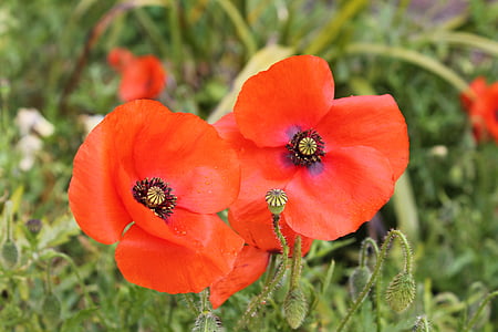 red poppies close-up photography at daytime thumbnail