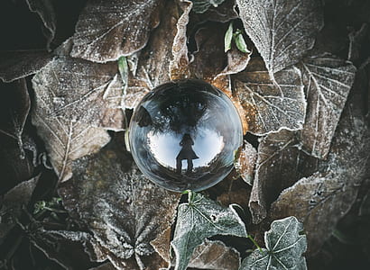 round glass ball surrounded with brown leaves thumbnail