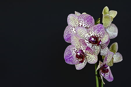 close-up photo of purple-and-white orchid flowers thumbnail