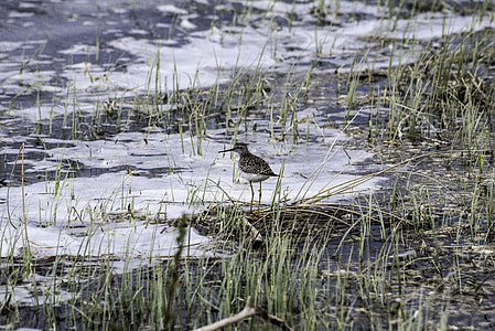 Lesser Yellowlegs on the shoreline at Chan Lake Territorial Park thumbnail