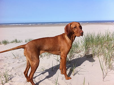 adult tan vizsla on the white sand photography thumbnail
