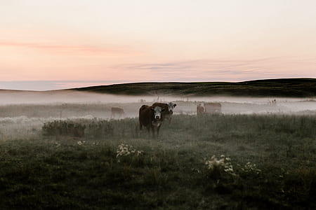 black cow thumbnail