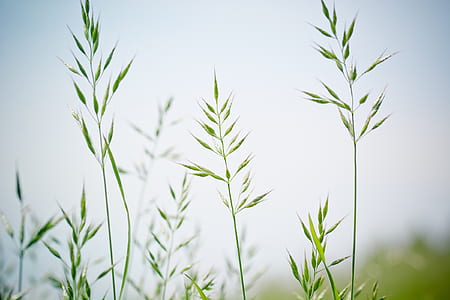 close-up photography of green leaf plants thumbnail
