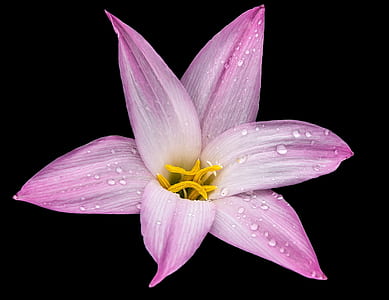 selective focus photography of pink lily flower thumbnail