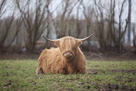 brown animal lying on green grass thumbnail