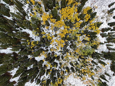 top view of pine trees covered with snow thumbnail