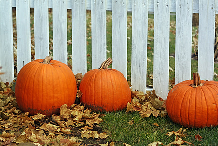 three orange pumpkins on grass field thumbnail