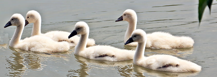 five white ducks floating on body of water thumbnail