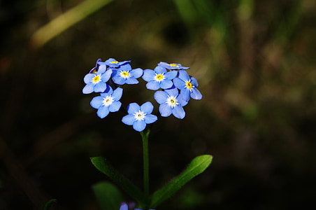 macro photography of blue flowers thumbnail