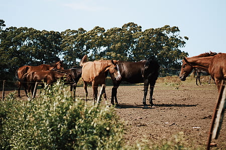 group of horse near green trees thumbnail