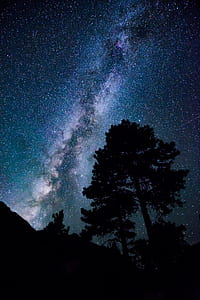 silhouette of tree during night thumbnail