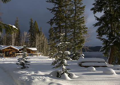 pine trees near body of water thumbnail