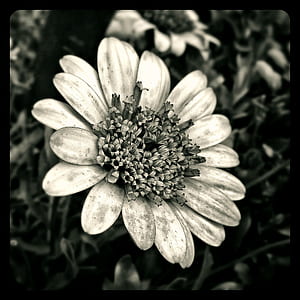 grayscale photo of single-petaled dahlia flower thumbnail