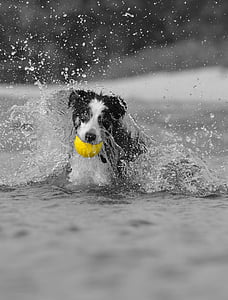timestop photography of black and white puppy on body of water thumbnail