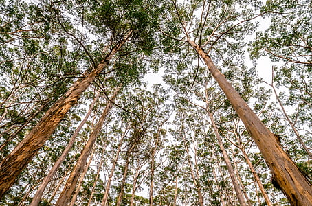 worm's eye photography of trees thumbnail
