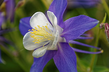 selective focus photography of white and purple columbine flower thumbnail