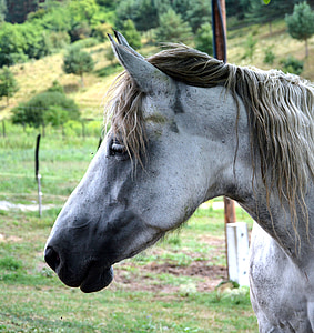 gray horse thumbnail