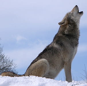 gray and brown wolf on white snow howling during daytime thumbnail