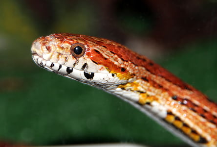 red and yellow viper selective focus photography thumbnail