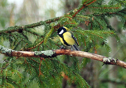 yellow bird on tree branch during daytime thumbnail